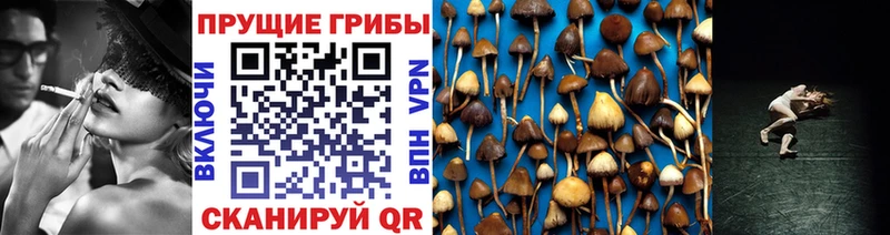 Галлюциногенные грибы Psilocybe Енисейск